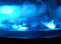 ウミホタルの発光実験